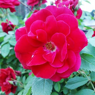 Саджанці ґрунтопокривної троянди Хеллоу (Rose Hello)