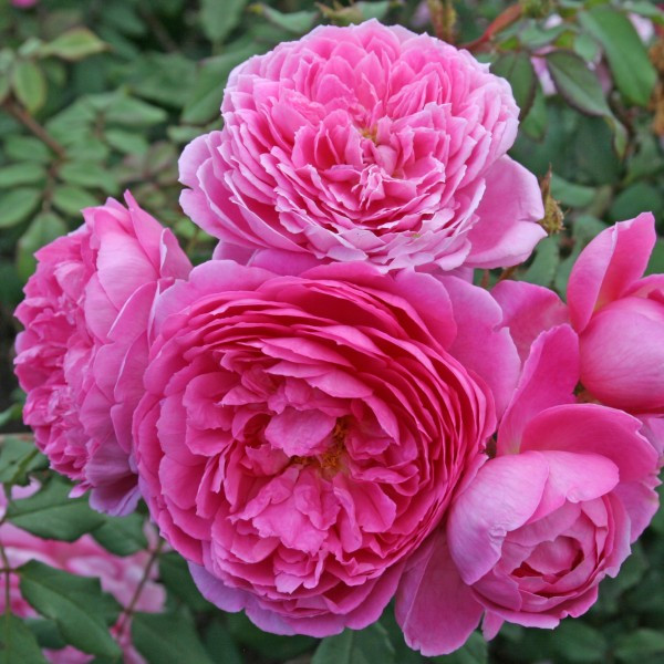 Саджанці англійської троянди Алан Титчмарх (Rose Alan Titchmarsh), фото 1