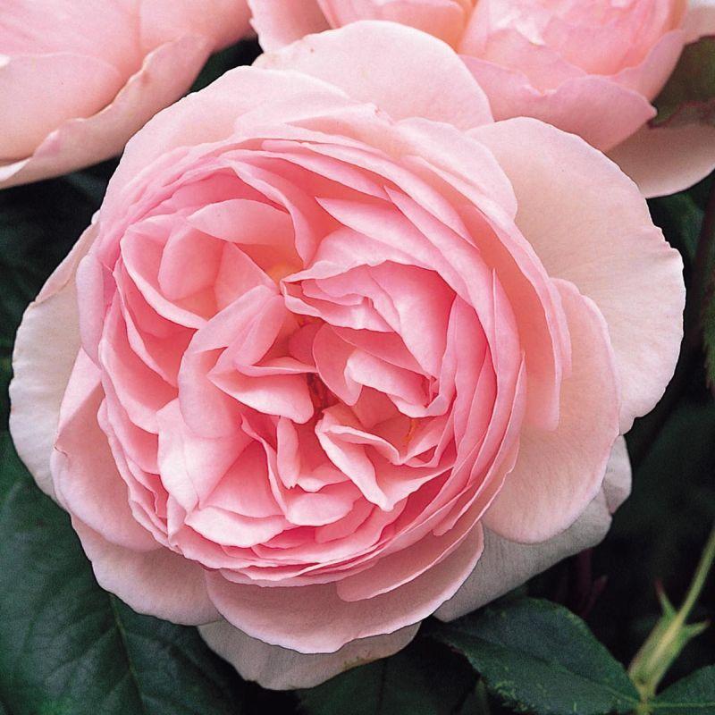 Саджанці англійської троянди Херітейдж (Rose Heritage)