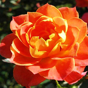 Саджанці бордюрної троянди Колібрі (Rose Colibri)
