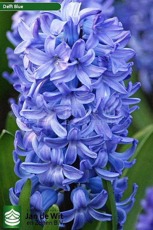 Гіацинт Дельфт Блю (Delft Blue), 1 шт. Голандія, фото 2