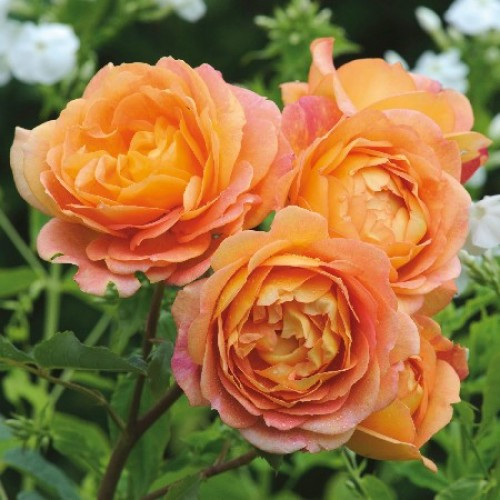 Саджанці англійської троянди Леді оф Шалот (Rose Lady of Shalott)