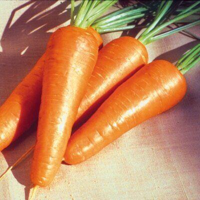 Насіння моркви 1932 F1 (1.8-2.0), Тип шантане, 250 000c, Lark Seeds