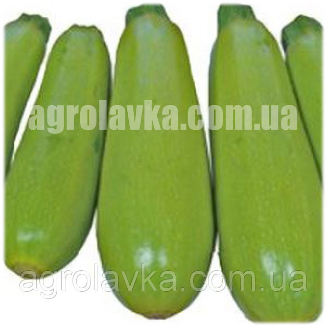 Насіння кабачка Муфаса F1 (GL-6A F1) (45 днів) (500сем.) Lark Seeds