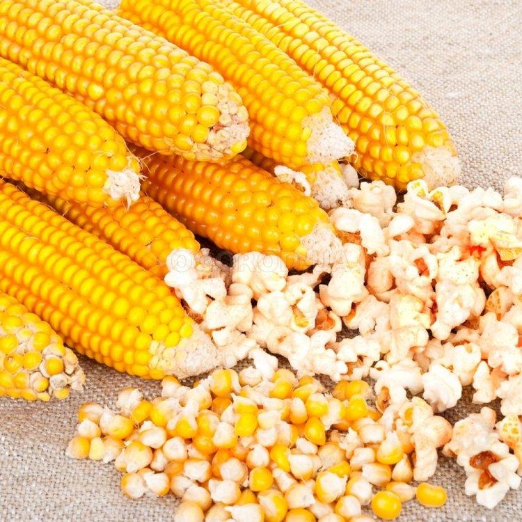 Естрелла F1 - насіння кукурудзи попкорн, 2500 нас., 95 днів, Lark Seeds