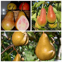 Груша дерево сад (Бері Боск, Талгарська красуня, Весільна)