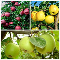Яблуня дерево сад (Сіміцинко, Голден Делішес, Ред Чиф)