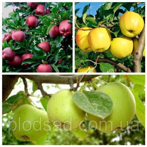 Яблуня дерево сад (Сіміцинко, Голден Делішес, Ред Чиф)