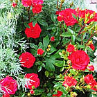 Саджанці бордюрної троянди Літл Баккара (Rose Little Buckaroo), фото 2