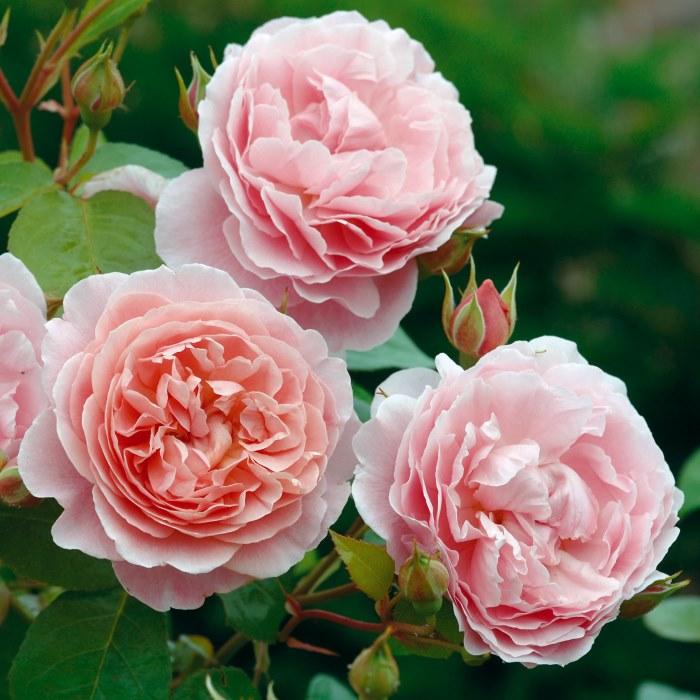 Саджанці англійської троянди Строуберрі Хілл (Rose Strawberry Hill)