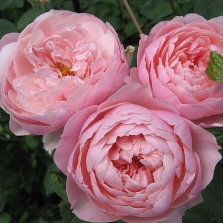 Саджанці англійської троянди Алнвік Роуз (Rose The Alnwick Rose)