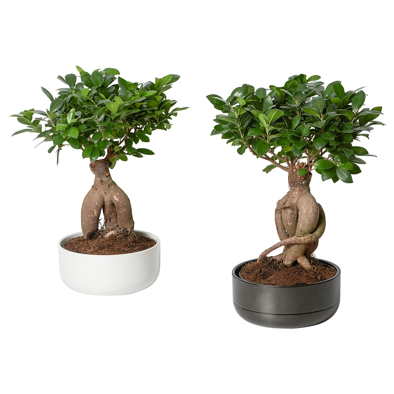 IKEA FICUS MICROCARPA GINSENG ( 304.327.24)