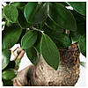 IKEA FICUS MICROCARPA GINSENG ( 304.327.24), фото 2