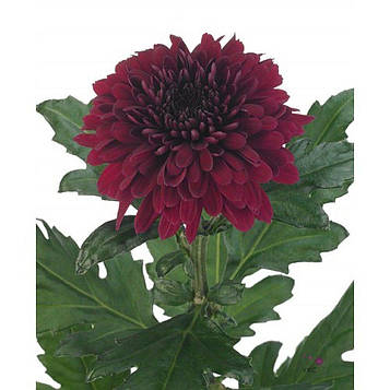 Хризантема Avron Red (зкс)