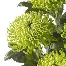 Хризантема Chirone Green (Чороне Грін) (зкс)