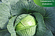Насіння капусти Галватрон (Гальватрон) F1 2500 насіння Seminis, фото 6