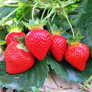 Саджанці полуниці в касеті Роміна (Romina) - ультра рання, солодка, крупноплідна (в касеті) + Подарунок