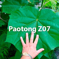 Павловнія Paotong Z07