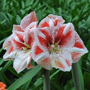 Гіппеаструм простий Popov (Попов) 1 цибулина 24/26, фото 4