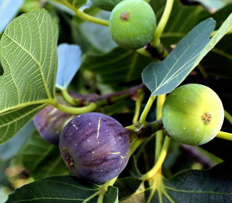 Инжир Магарачский — Купить Недорого на Bigl.ua (1109093680)