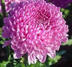 Хризантема Міла (зкс)