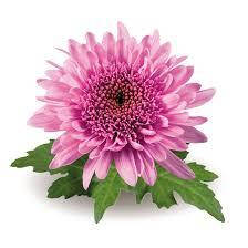 Хризантема великоквіткова Елеонора лілас (зкс)