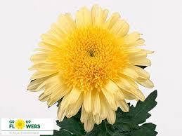 Хризантема великоквіткова Елеонора жовта (111) (зкс)