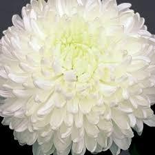 Хризантема Palisada White (3)