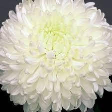 Хризантема Palisada White (134) (зкс)