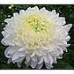Хризантема Palisada White (3), фото 2