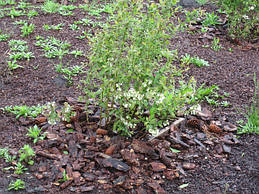 Мульчування лохини сосновою корою в саду (навесні)