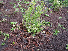 Мульчування лохини в саду сосновою корою (навесні)