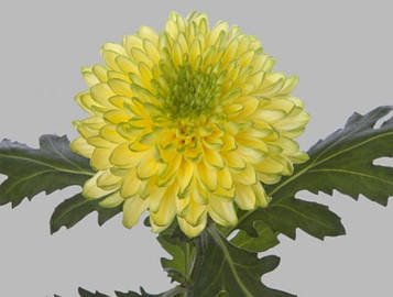 Хризантема Зембла Бразилія (зкс)