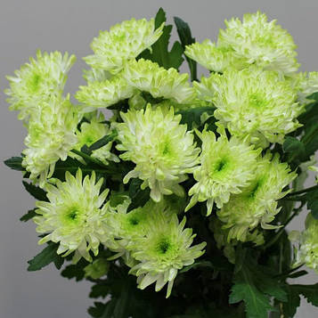 Хризантема Зембла Лайм (зкс)