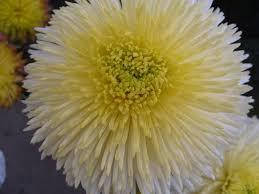 Хризантема Sheena Select (зкс)