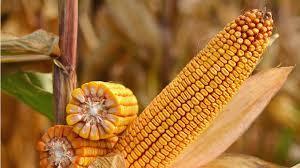 Семена кукурузы СИ ФЕНОМЕН - фото 3 - id-p1106212651