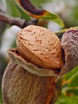 Мигдаль Пряний