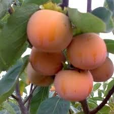 Хурма Гора Говерла піздня щеплена (вкс), фото 1