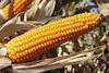Насіння кукурудзи ЛГ 30308, фото 2
