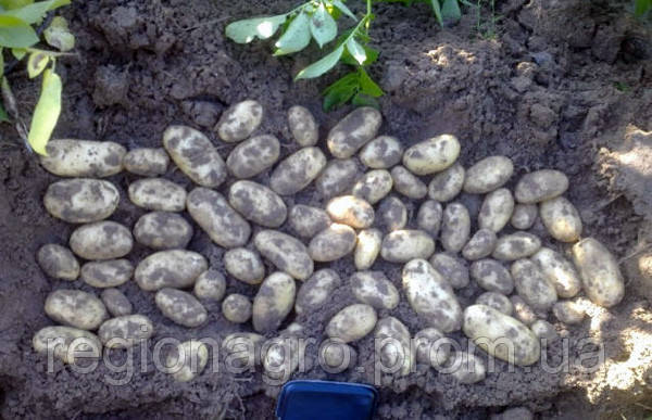 Семенной картофель Гранада, Германия, 1я репродукция - фото 3 - id-p1117587739