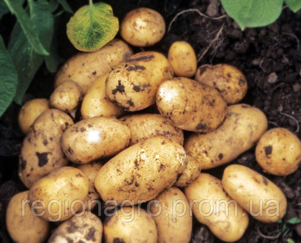Семенной картофель Гранада, Германия, 1я репродукция - фото 4 - id-p1117587739