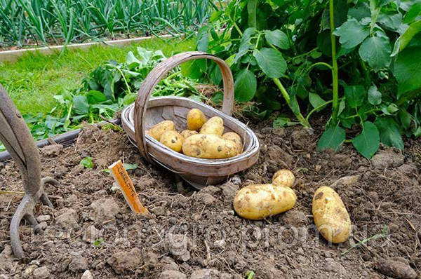 Семенной картофель Гранада, Германия, 1я репродукция - фото 5 - id-p1117587739