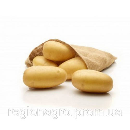 Семенной картофель Королева Анна, 1я репродукция, цена 27 грн — Prom.ua ...