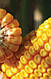 Насіння кукурудзи ЛГ 2306, фото 2