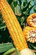 Насіння кукурудзи ЛГ 2306, фото 3