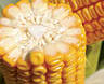 Насіння кукурудзи Джоді, фото 2