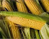 Насіння кукурудзи Джоді, фото 4