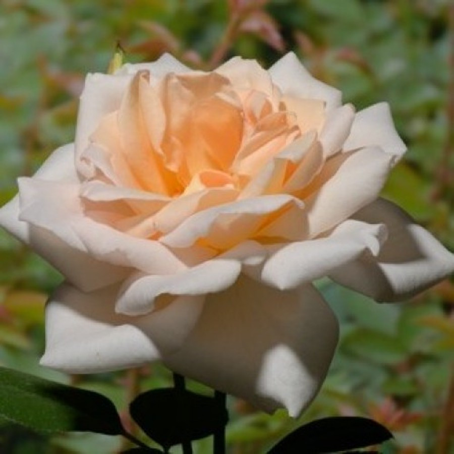 Саджанці плетистої троянди Гранд Могул (Rose Grand Mogul)
