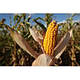 Насіння кукурудзи ЛГ 30352 Пончо, фото 3