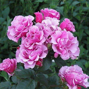 Саджанці троянди флорибунда Санта Моніка (Rose Santana Monika)